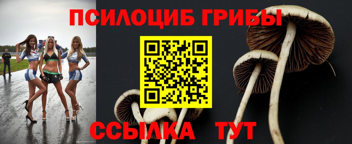 Галлюциногенные грибы Psilocybe Советская Гавань